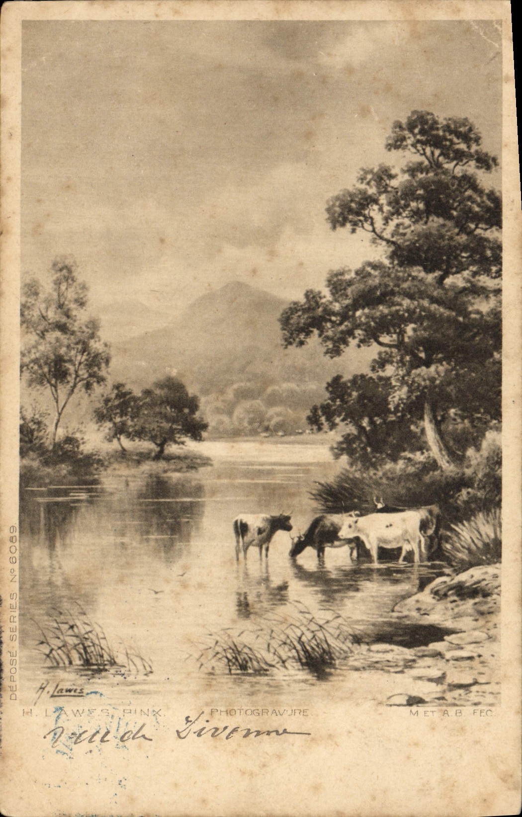 VINTAGE POSTCARD Lawes Cows