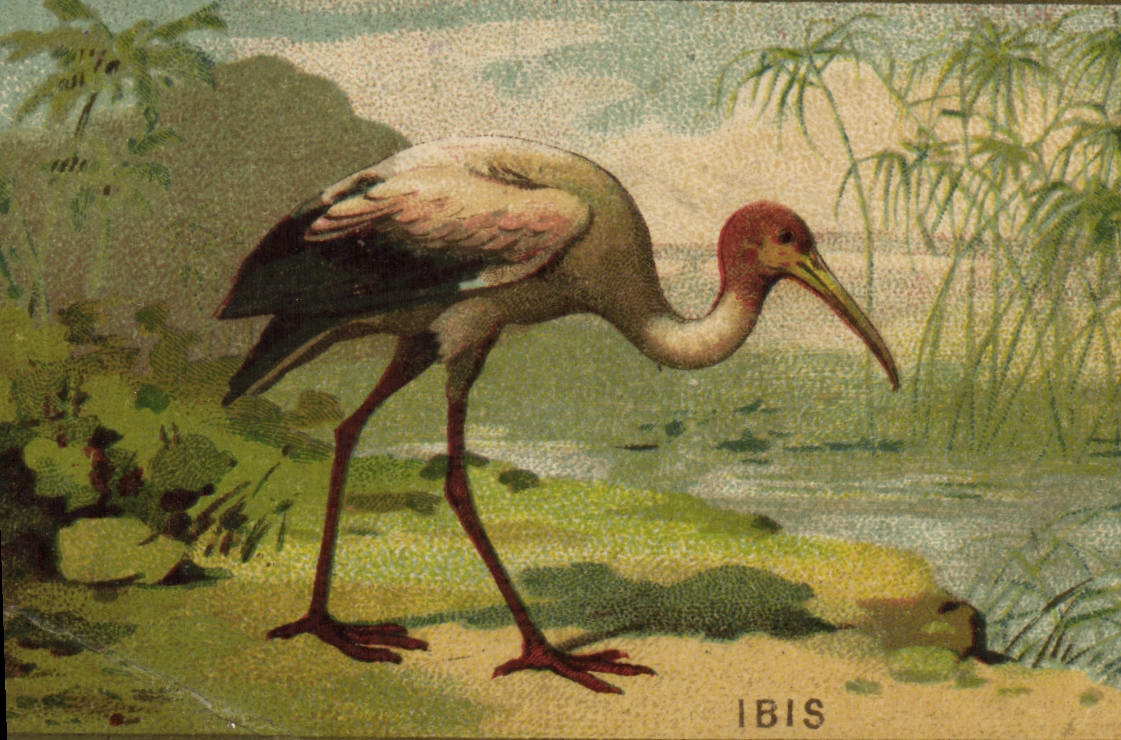 Chromo Ibis 