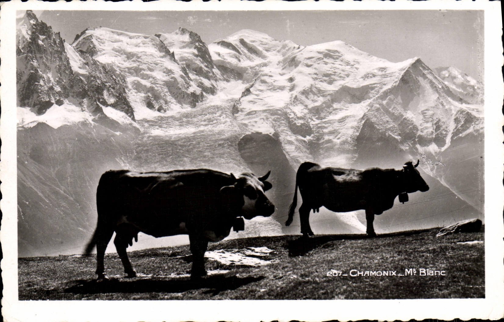POSTAL MODERNA vacas de Chamonix Mont Blanc