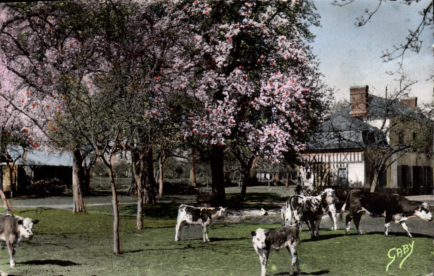 MODERN CARD Normandy Apple trees In Flowers And Pear trees White Cows