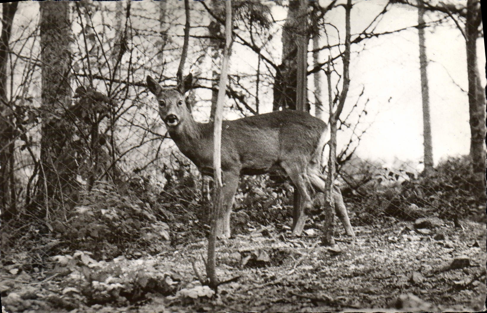 MODERN CARD Three Ears a corner of the Biche park Centers convalescene and of mode of the General mutual company of Education National