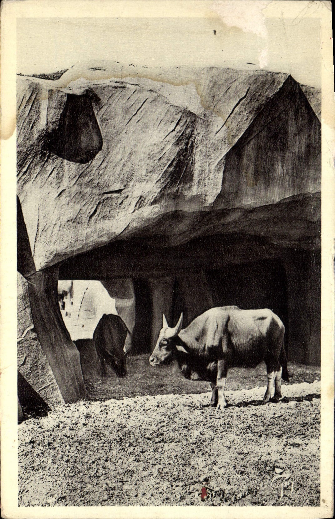 MODERN CARD Paris Zoological garden De Vincennes buffaloes