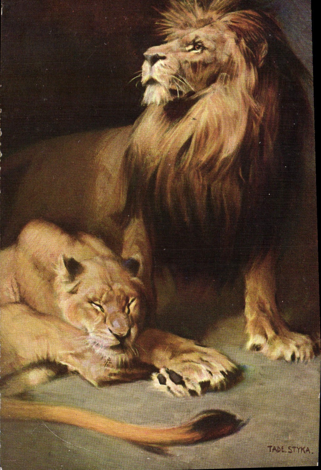 CPA Lion Styka