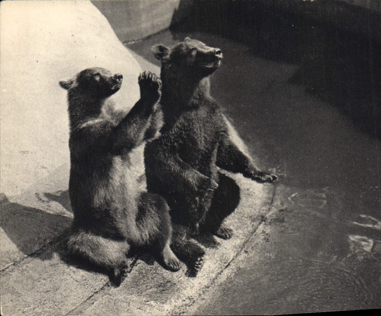 VINTAGE POSTCARD Paris Zoological gardens Of Wood De Vincennes a couple of brown bears
