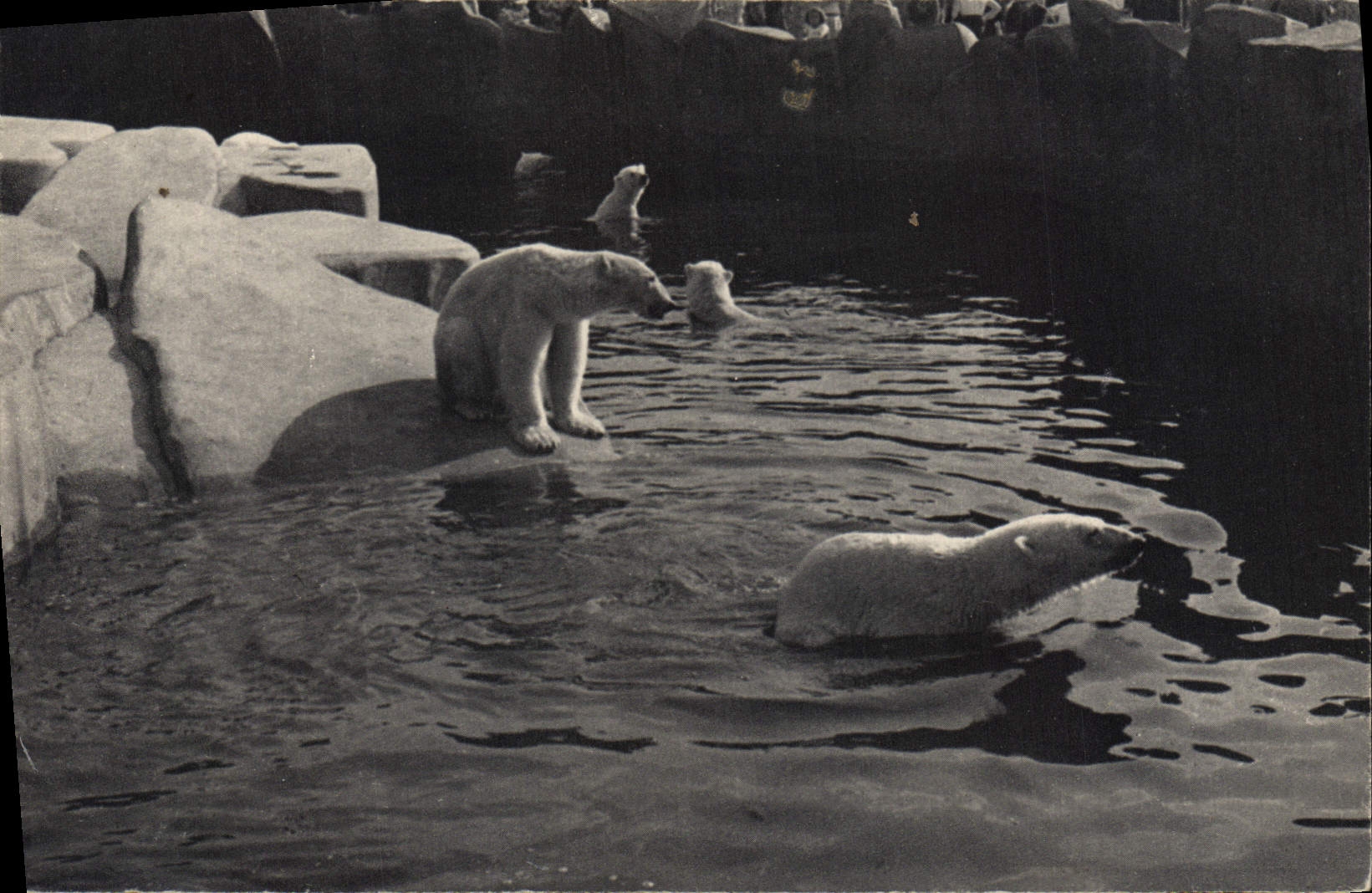 VINTAGE POSTCARD Paris Zoological gardens Of Wood De Vincennes the basin of the polar bears