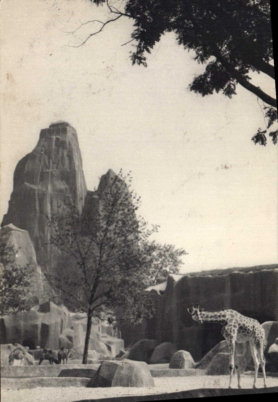 VINTAGE POSTCARD Paris Zoological gardens Of Wood De Vincennes the park of the giraffes the large rock