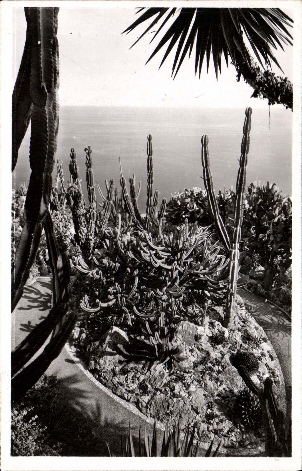 CPM Jardin Exotique De Monaco Groupe de Cereus Geometrisans Agaves Cereus et Opuntias divers