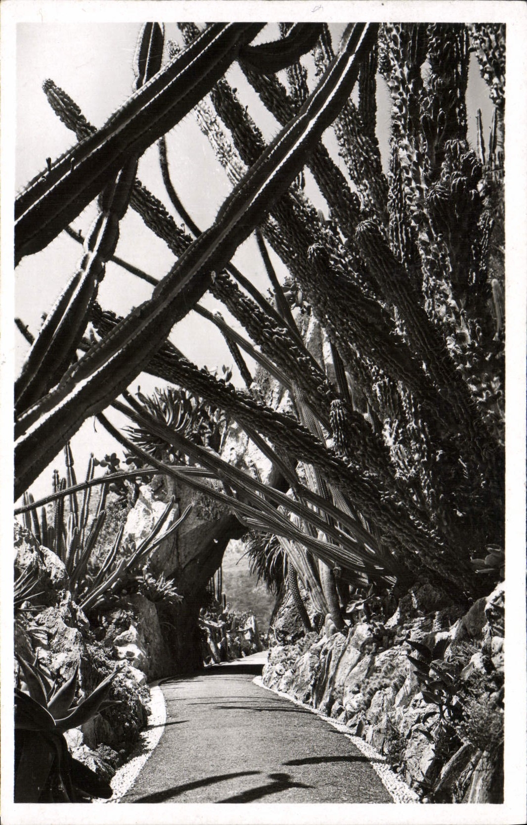 MODERN CARD Exotic Garden Of Monaco Cereus Pitahaya Monstruosa