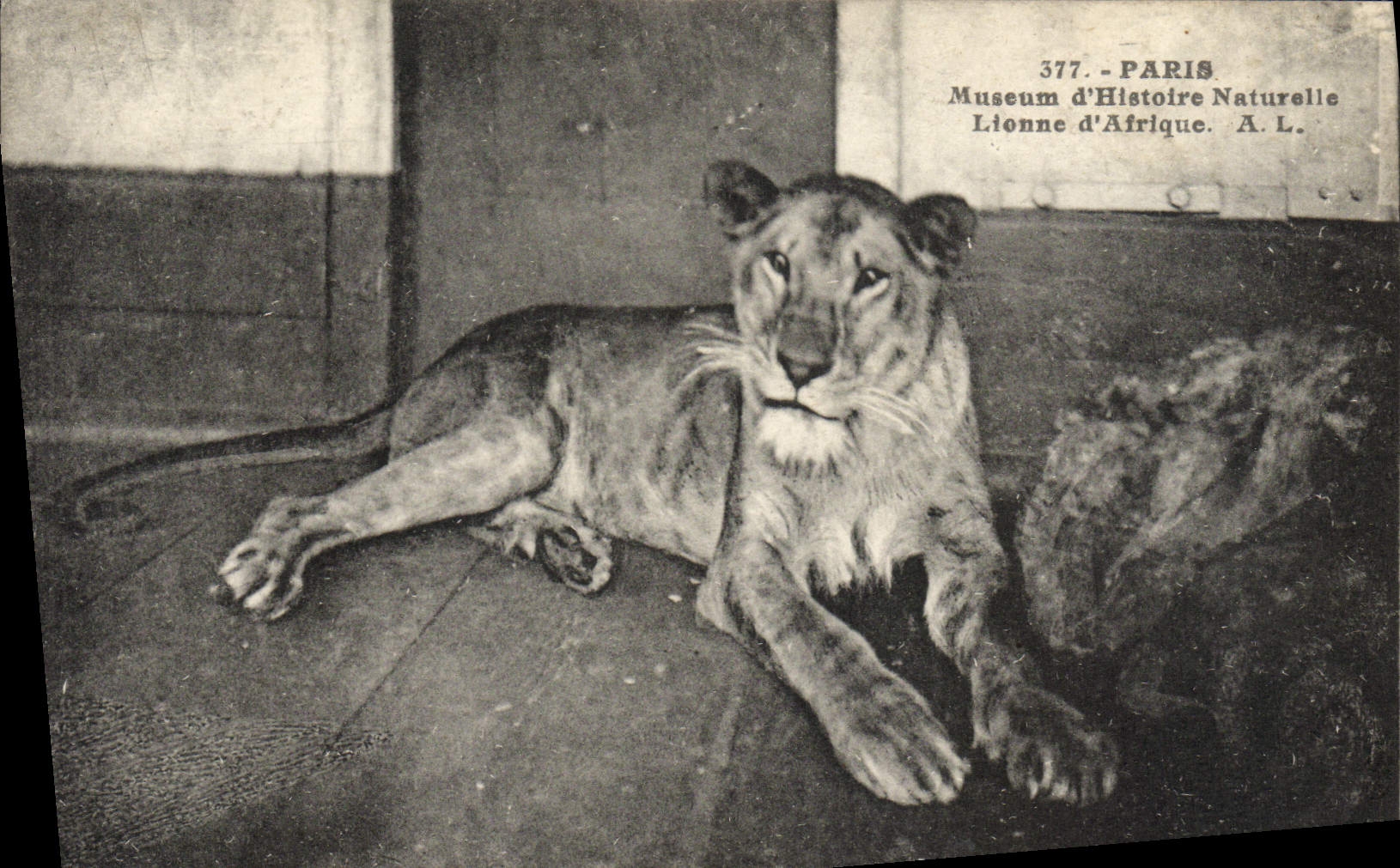 CPA Paris Museum d'Histoire Naturelle Lionne d'Afrique lion