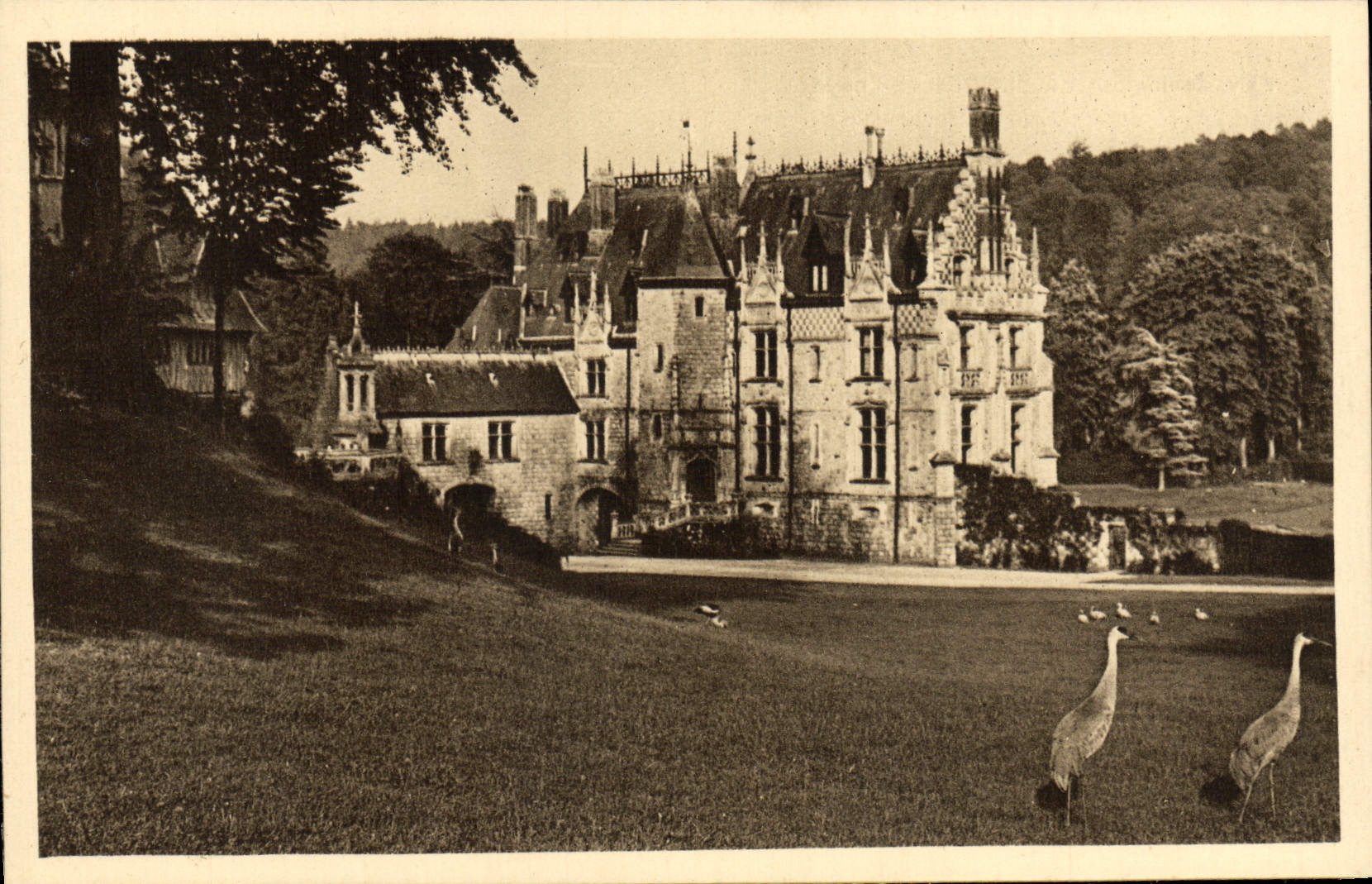 VINTAGE POSTCARD Zoological gardens De Northern Cleres Frontage of the castle and Mexican Cranes Zoo