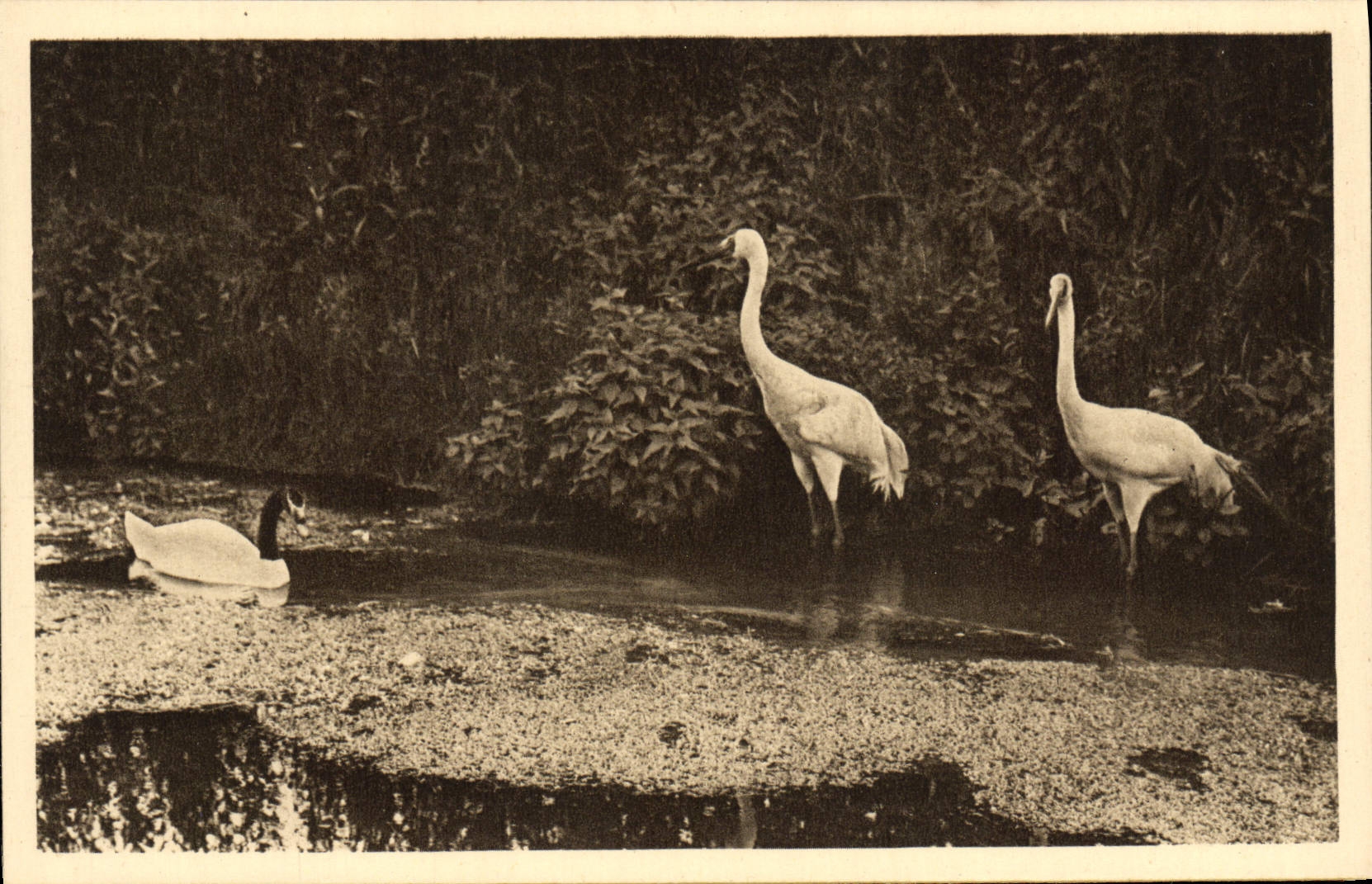 VINTAGE POSTCARD Parc Zoolofique De Cleres Cygne has black collar and white cranes Zoo