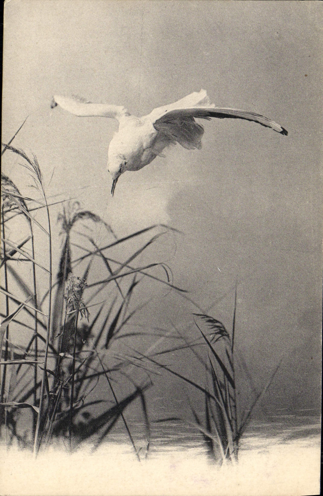 CPA Fantaisie Oiseau