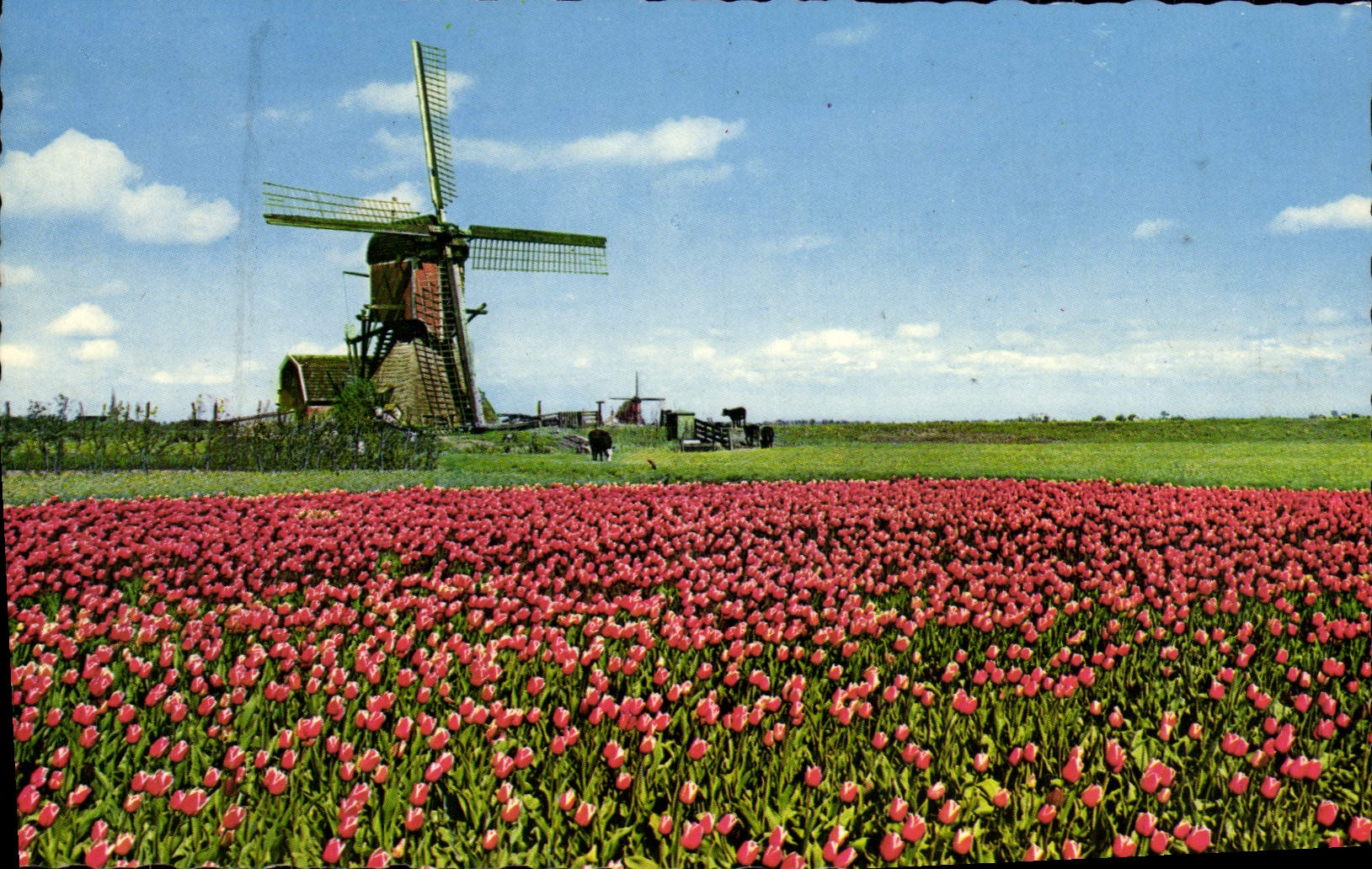 CPM Holland In Bloementooi