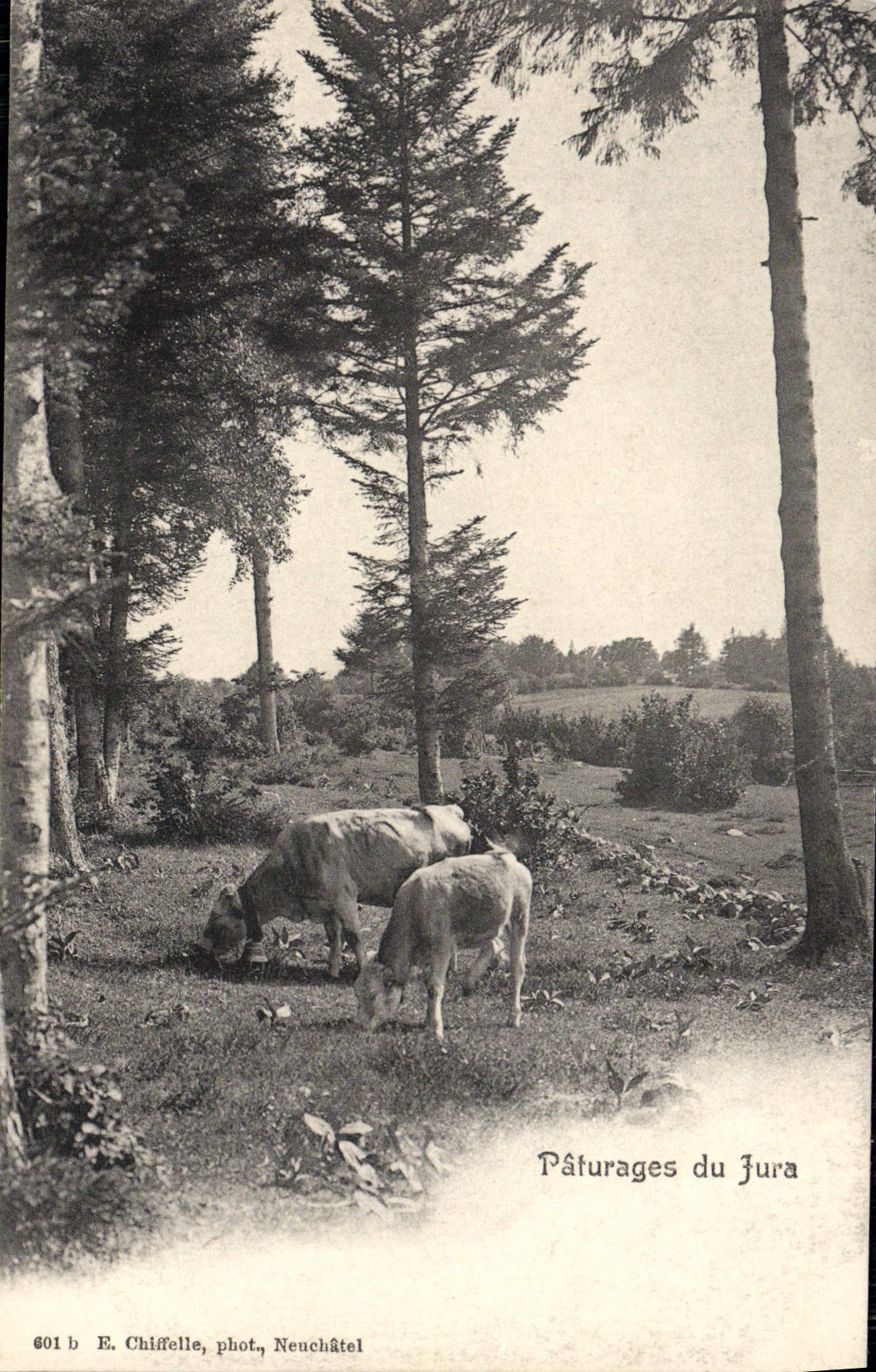 CPA Paturages du Jura Vaches 
