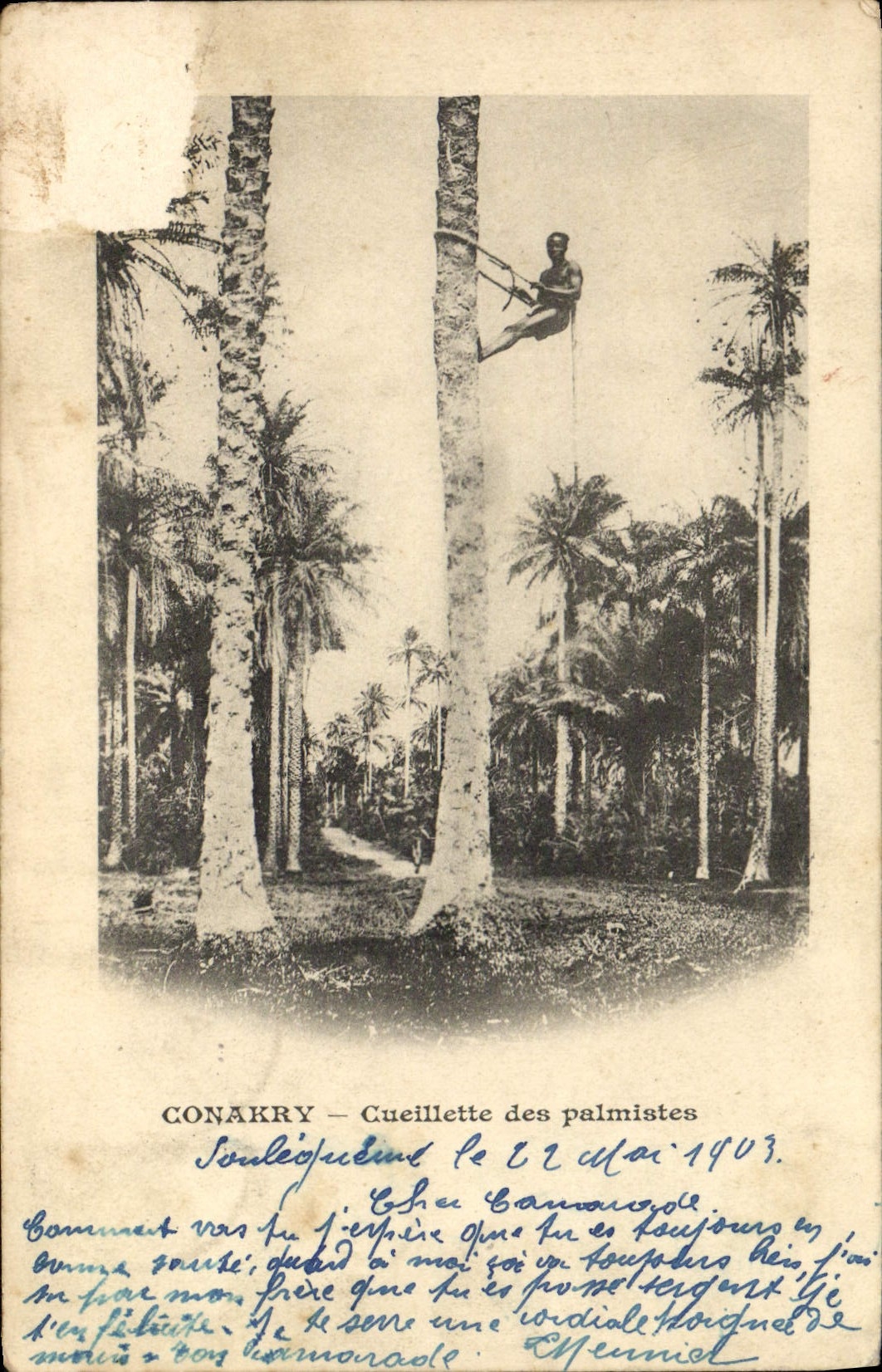 VINTAGE POSTCARD Conakry Gathering of the Guinea Cabbage trees