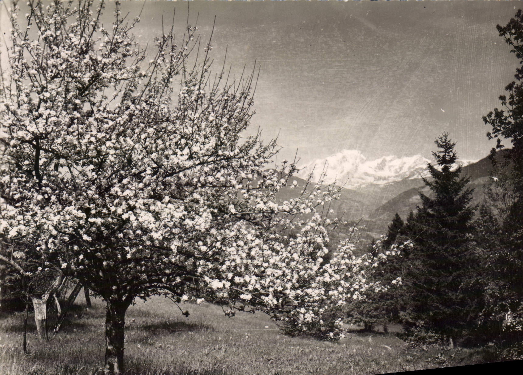 CPM Env d'Albertville Le Mont Blanc Pris du Col du Tanne