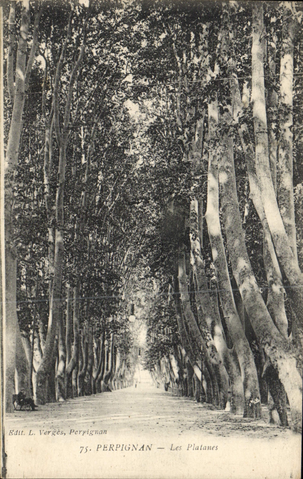 CPA Perpignan Les Platanes