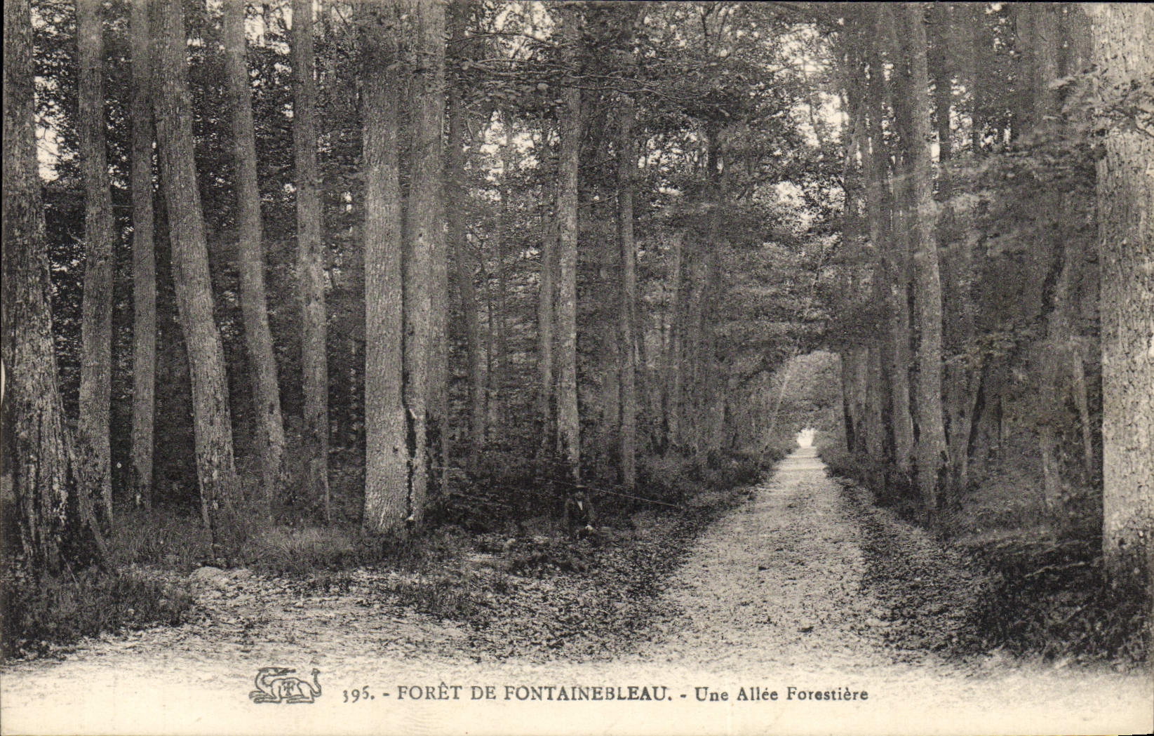 VINTAGE POSTCARD Drill De Fontainebleau a Forestiere Alley