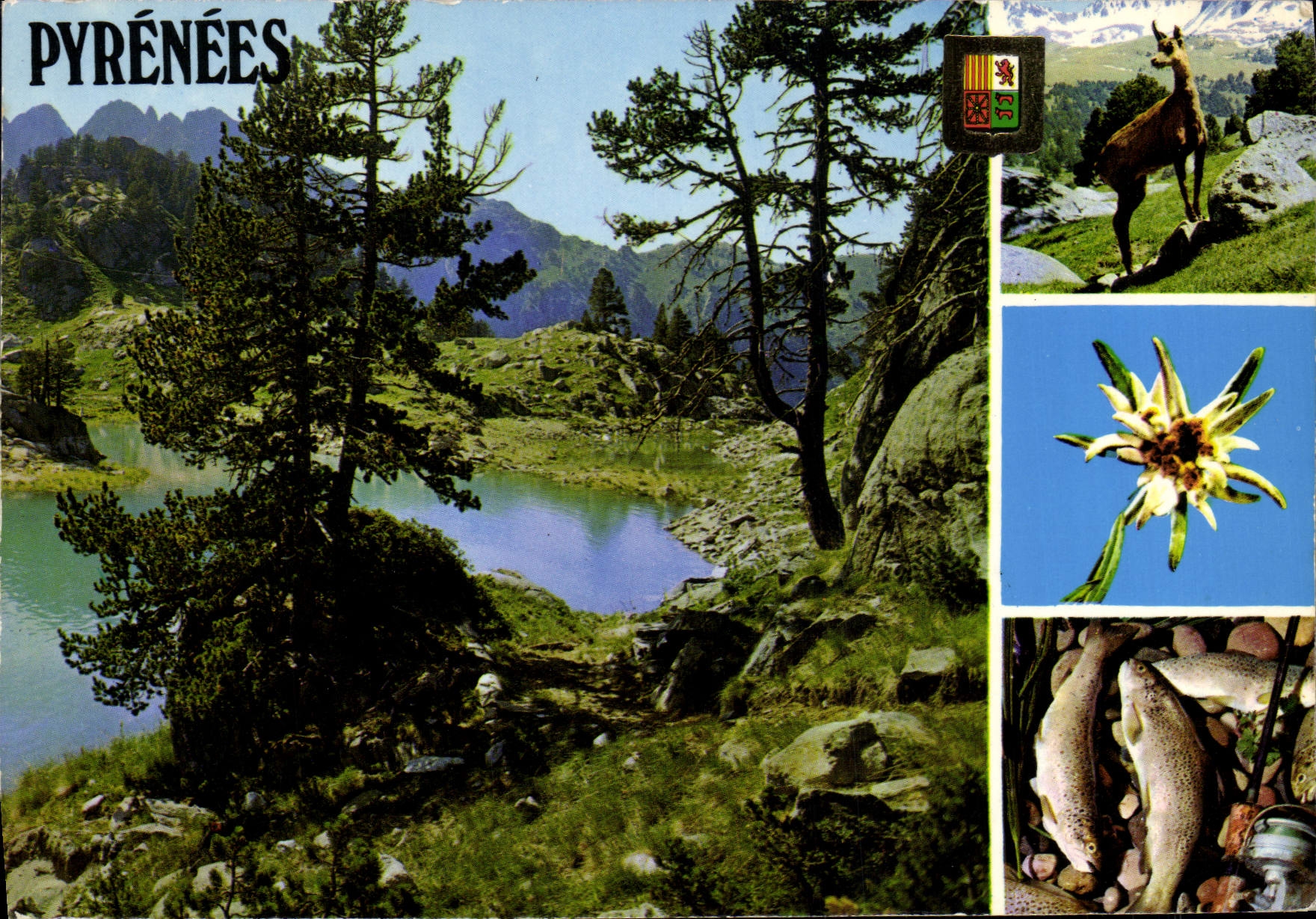 MODERN CARD the Pyrenees Trout