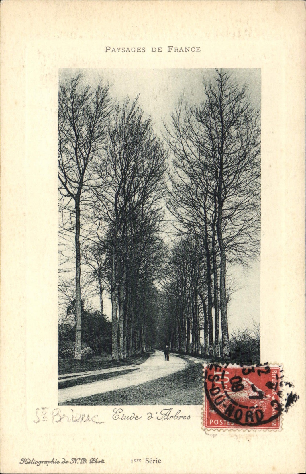 VINTAGE POSTCARD St Brieuc Details of trees