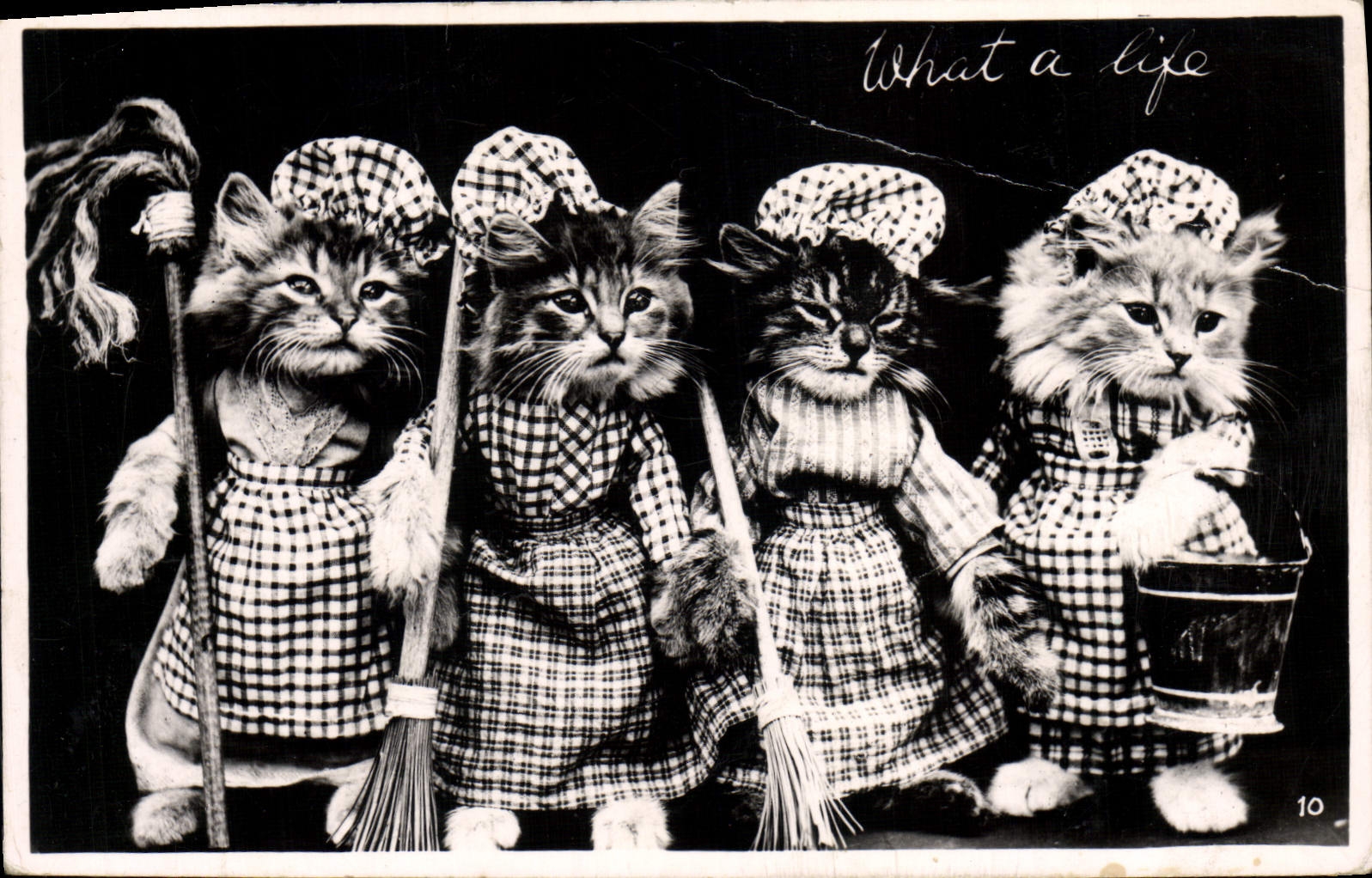 CPA Fantaisie Chat Chats 