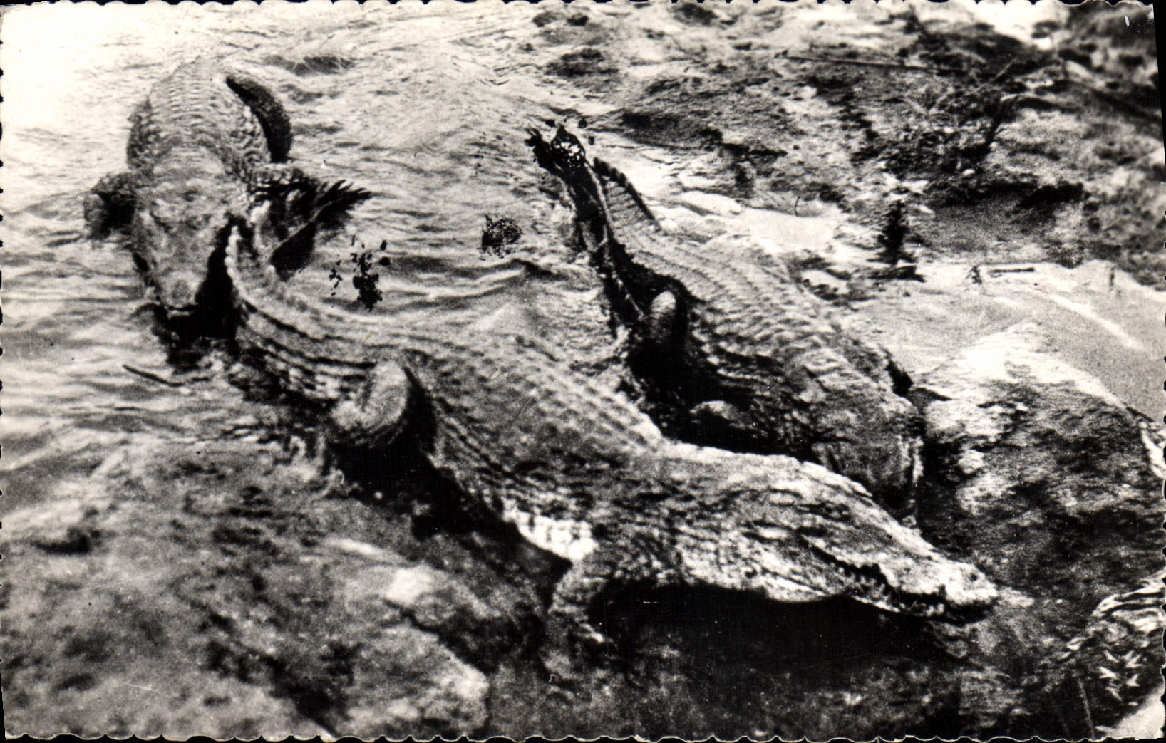 MODERN CARD Caimans