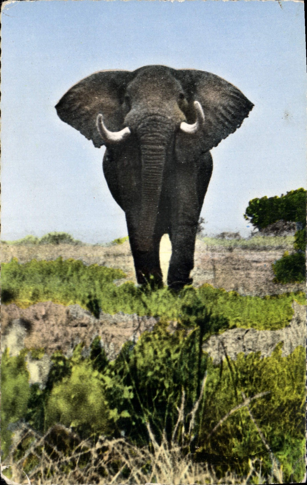 CPM Faune Africaine Elephant pret a charger