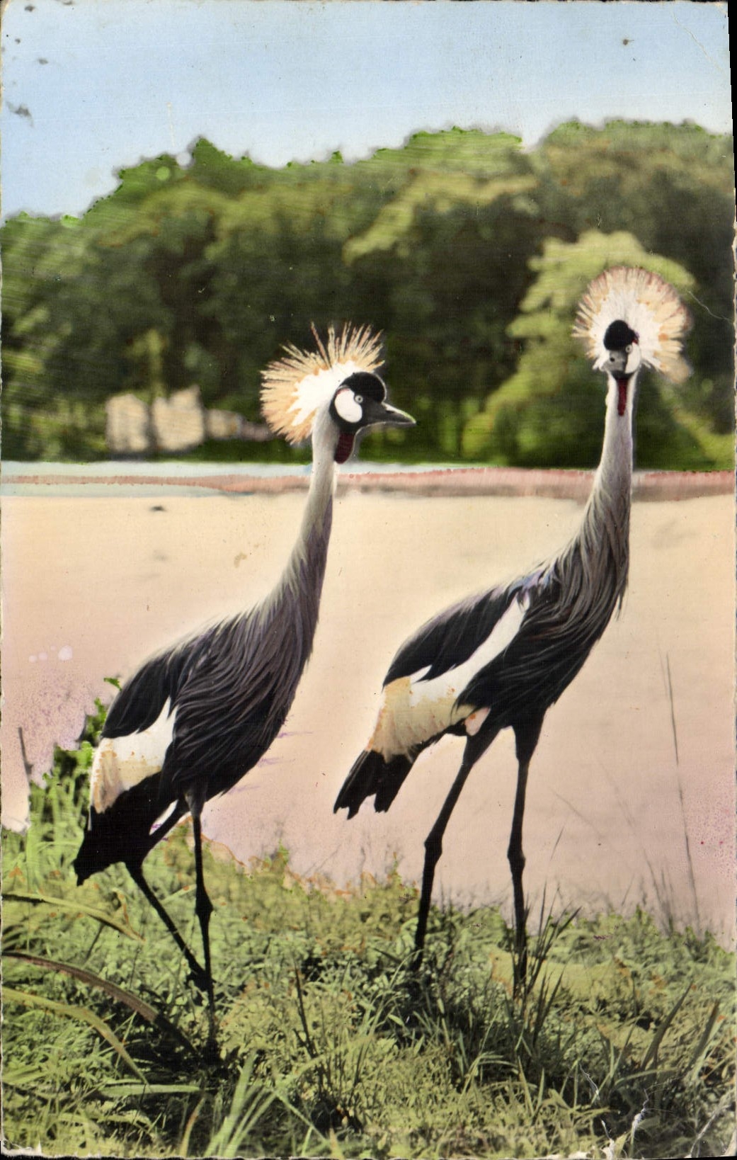 MODERN CARD African wildlife Cranes couronnees