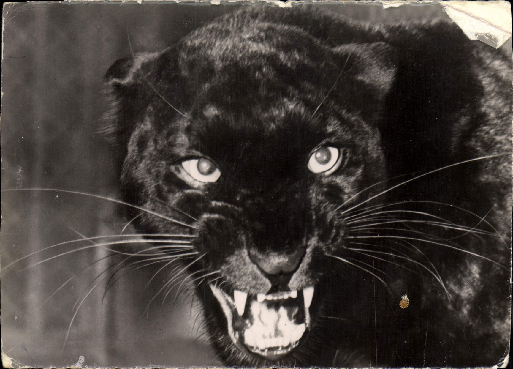 CPM Tete De Panthere Noire