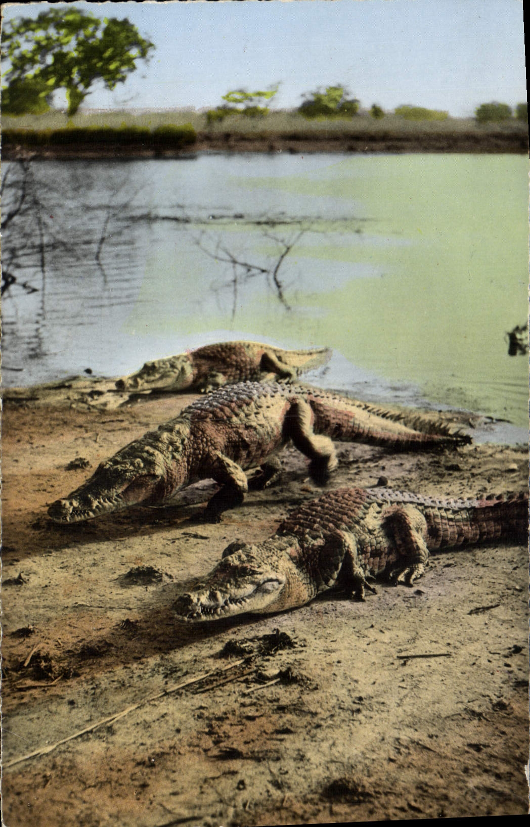 MODERN CARD African wildlife Crocodiles