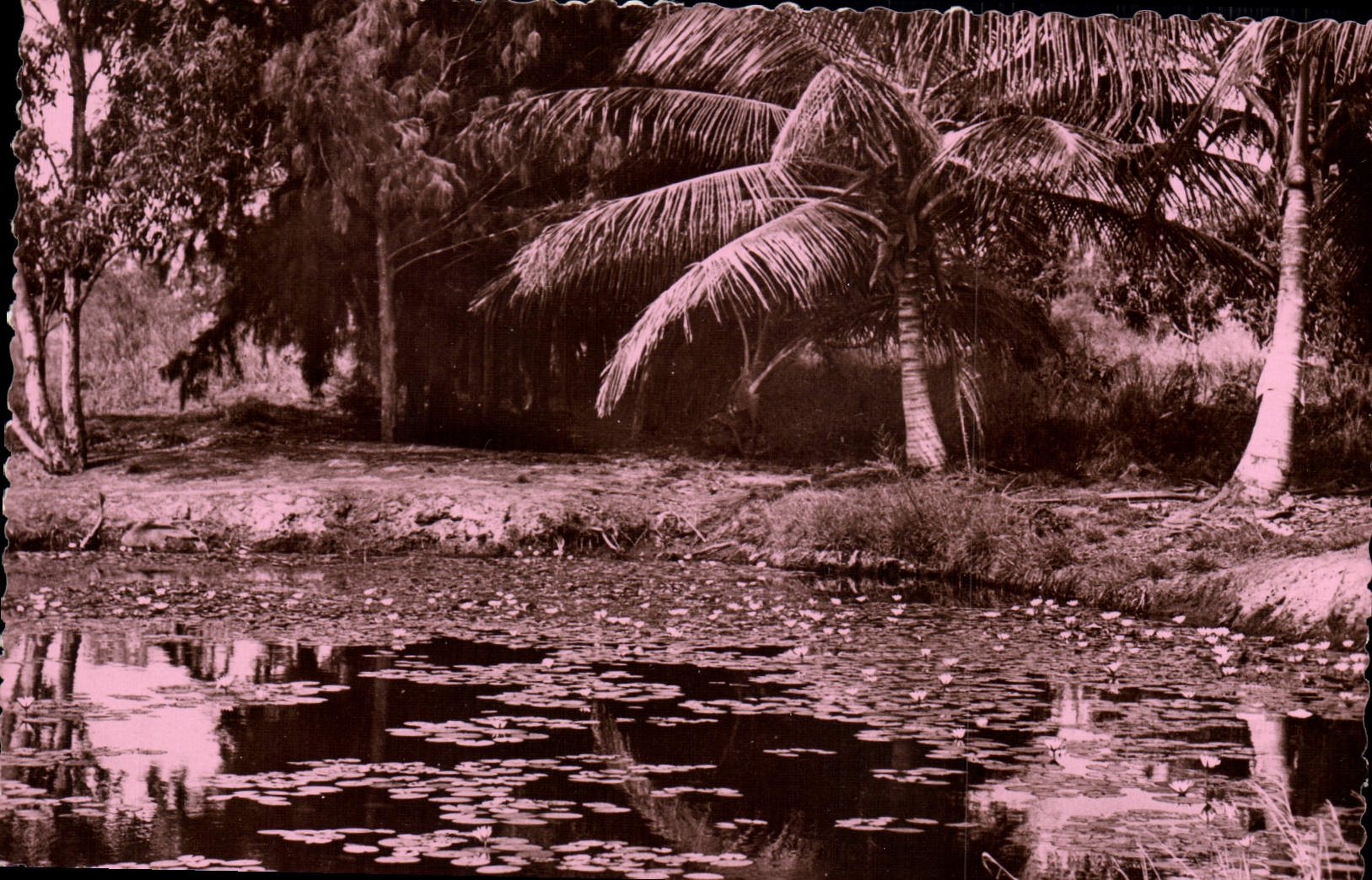 CPM Paysage Africain