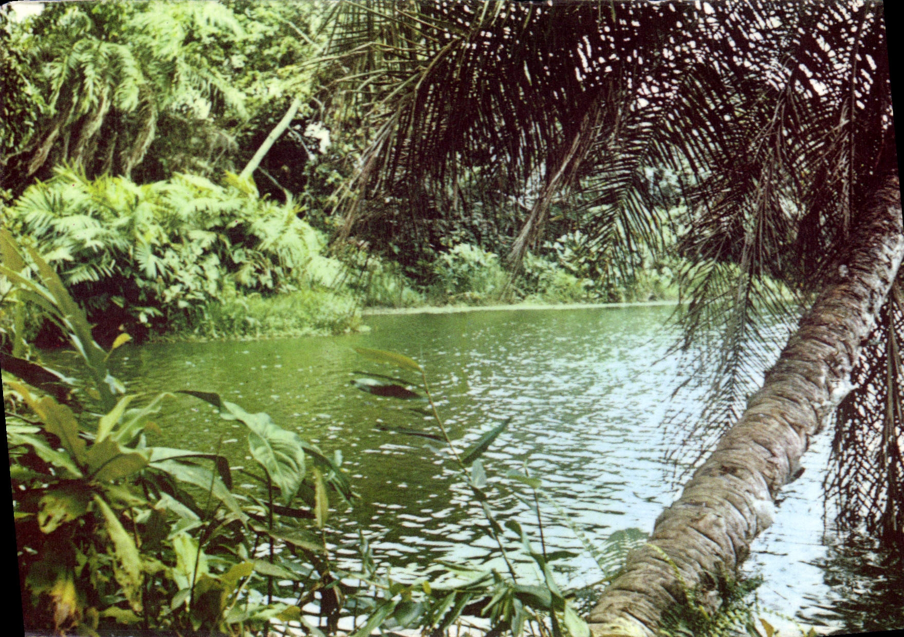 MODERN CARD Surroundings Of Black Point Backwater