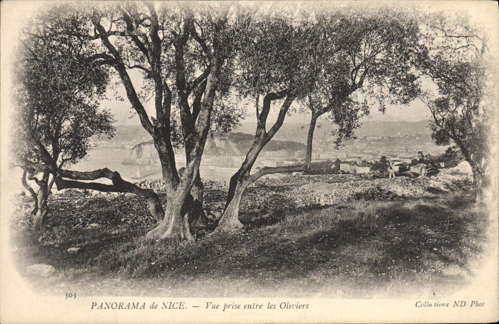 Panorama de la POSTAL de la VENDIMIA de Niza vista entre los Aceituna-árboles
