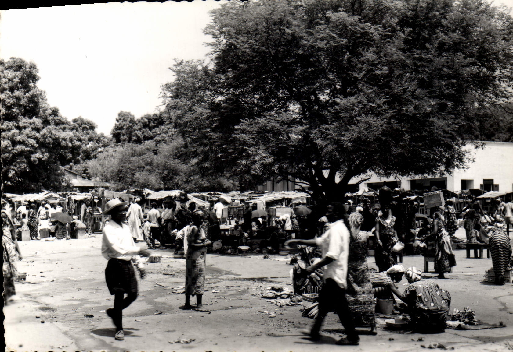 MODERN CARD Africa Goes