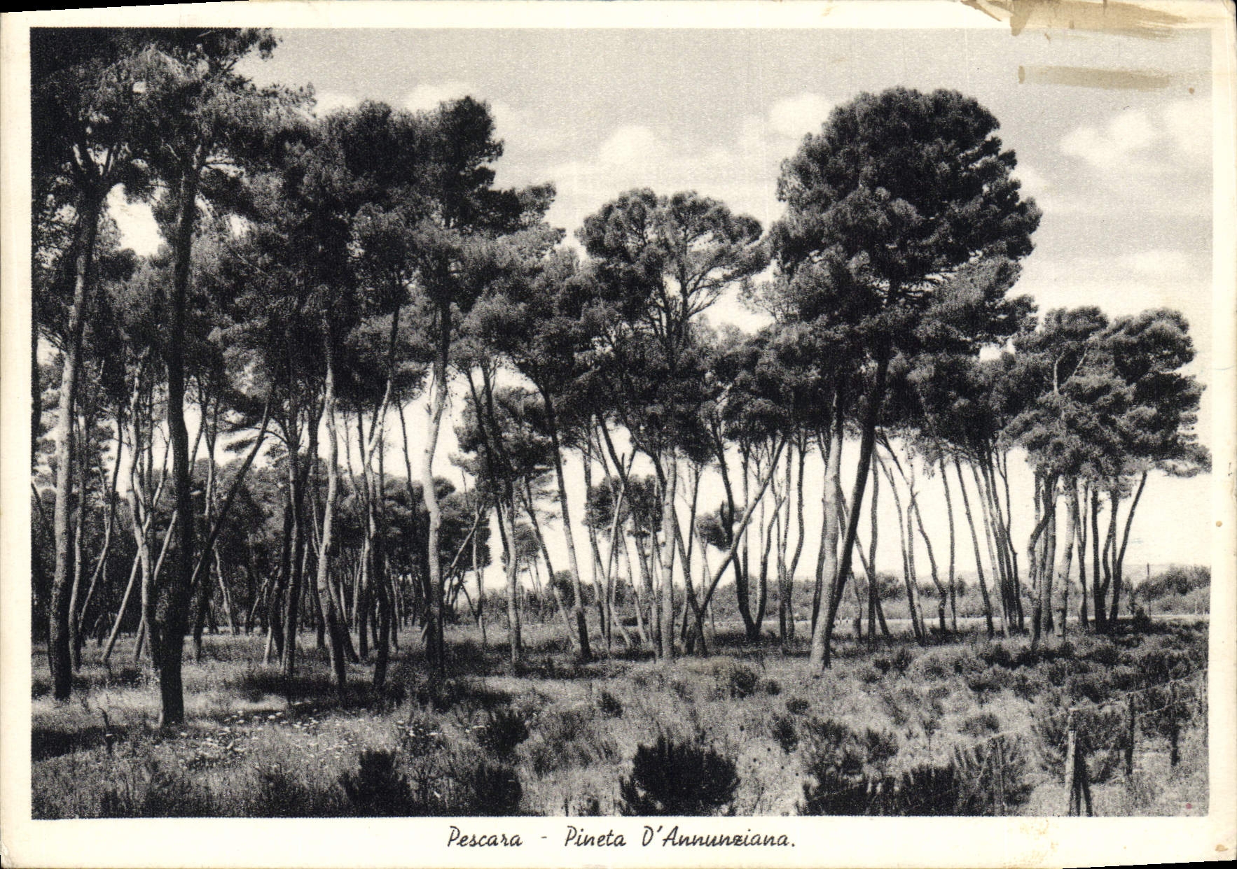 CPA Pescare Pineta D'Annunziana