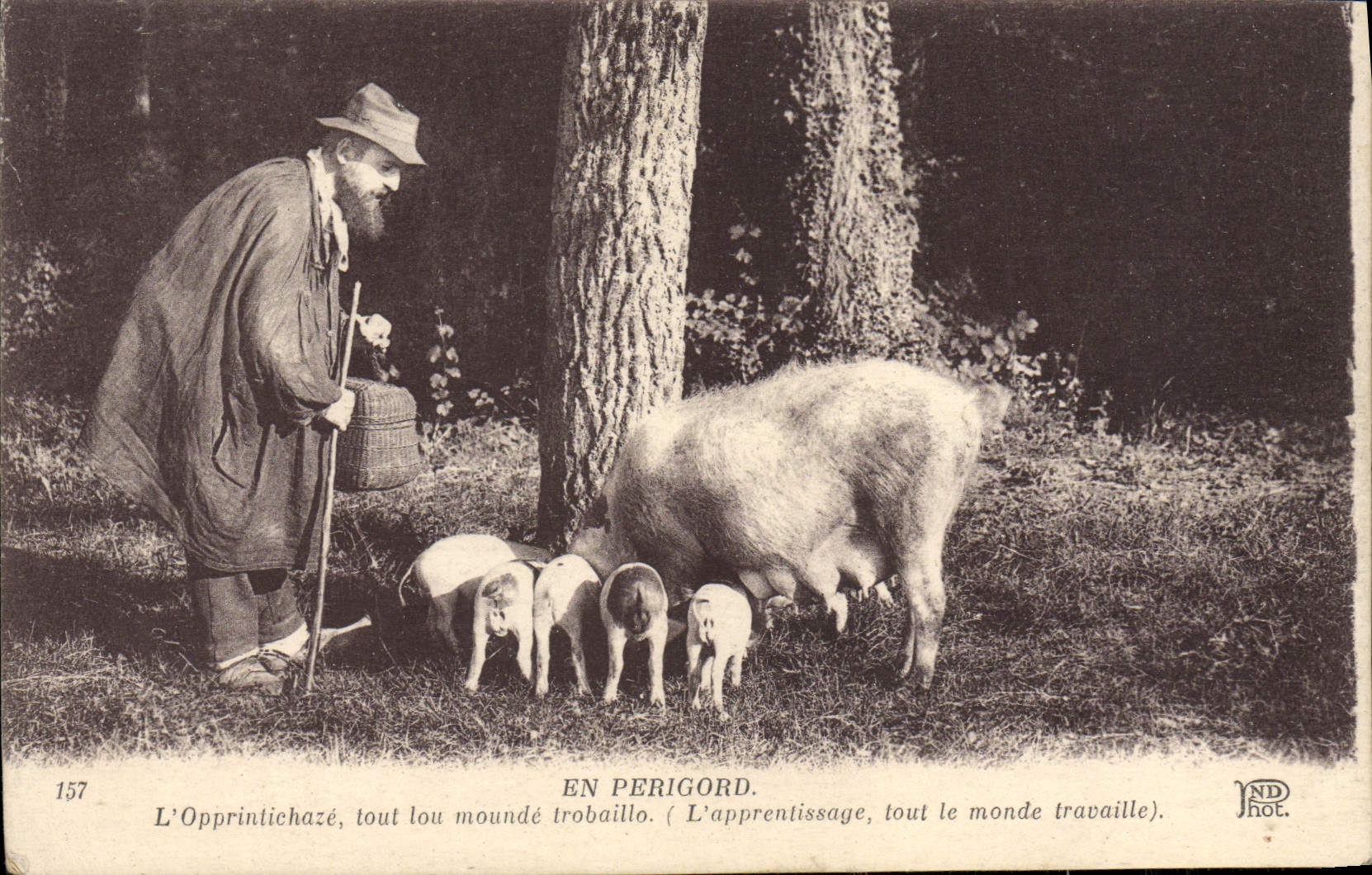 POSTAL de la VENDIMIA en Perigord Opprintichaze cualquie cerdo del cerdo de Lou Mounde Trobaillo