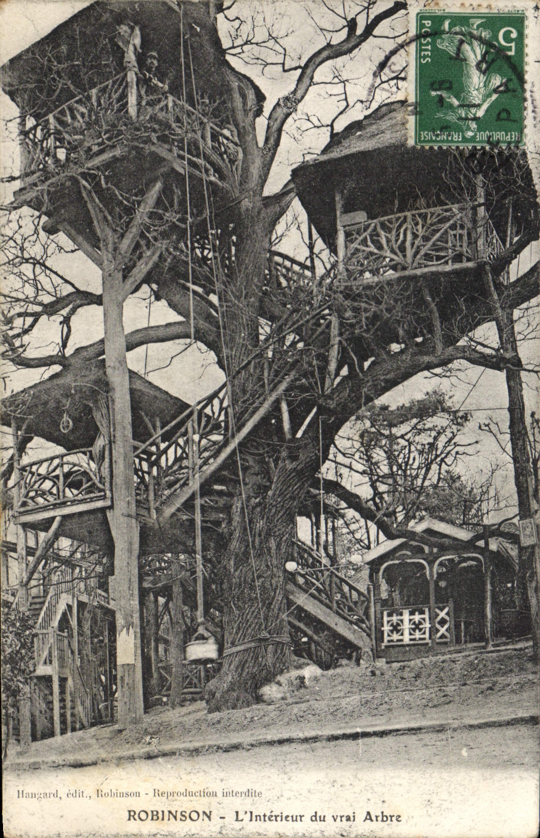 VINTAGE POSTCARD Robinson Interior Of the True Tree