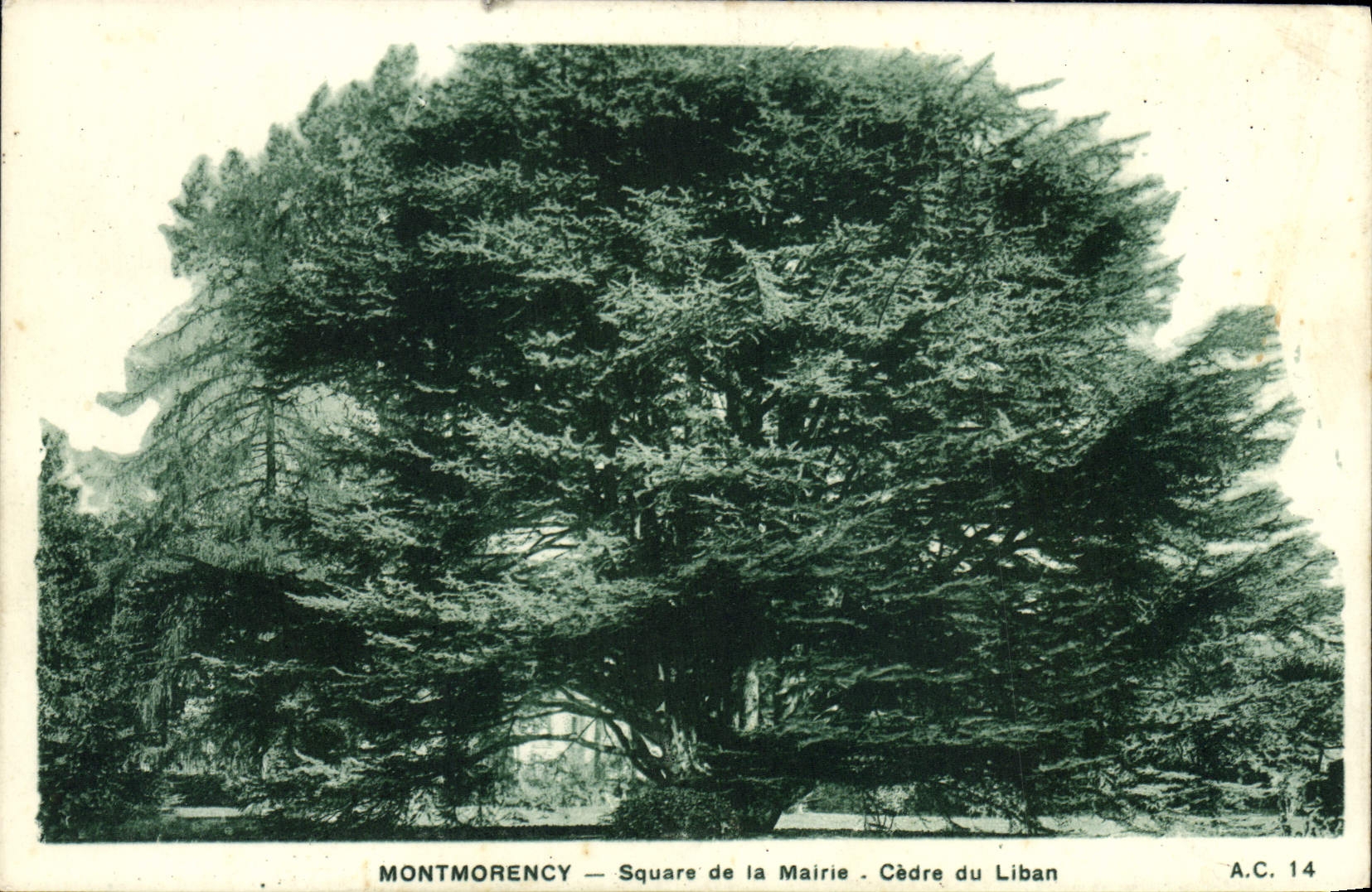 VINTAGE POSTCARD Montmorency Public garden Of the Town hall Cedar Of Lebanon