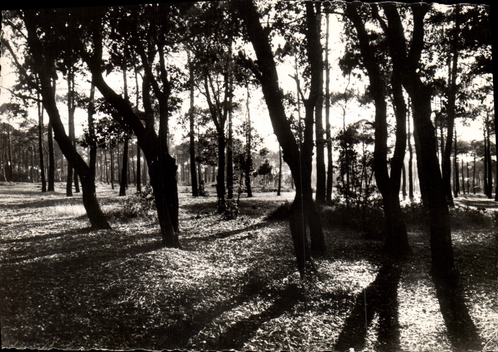 CPM Sion Sur L'Ocean Coin de foret au crepuscule
