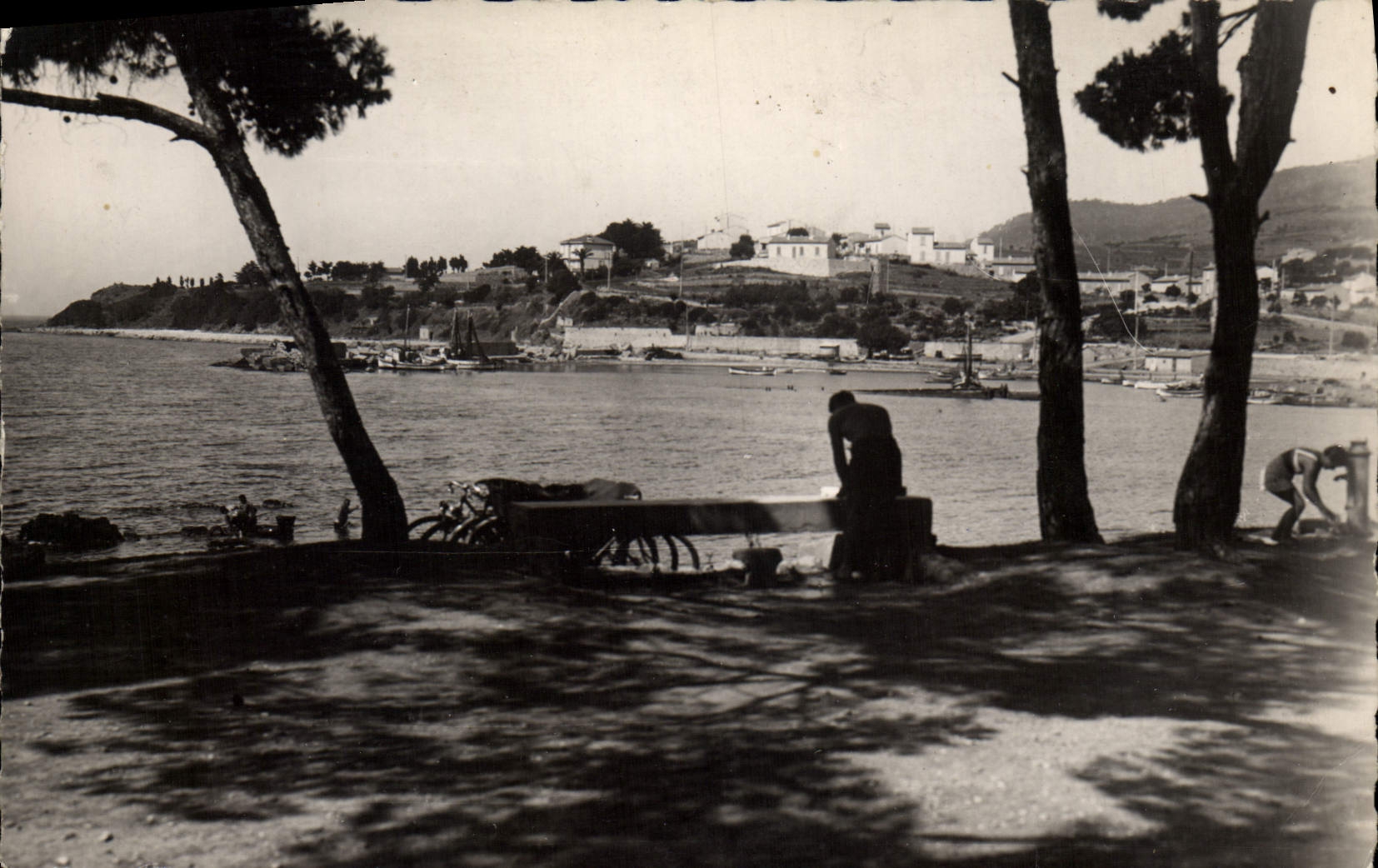 CPM Carqueiranne Promenade Des Pins Penches