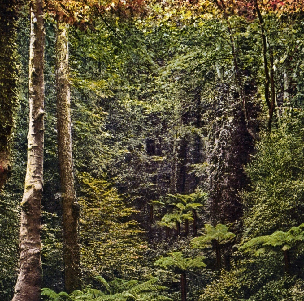 VINTAGE POSTCARD Villa Carlotta Vailata Felci Delta