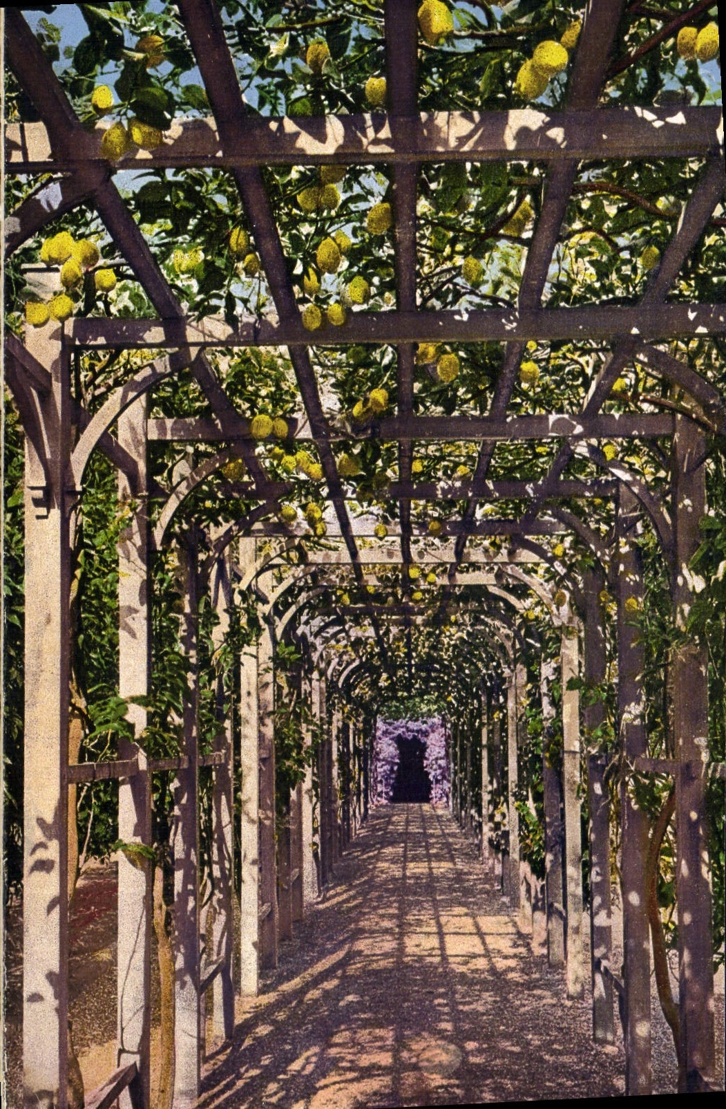 VINTAGE POSTCARD Villa Carlotta Viale Caperto