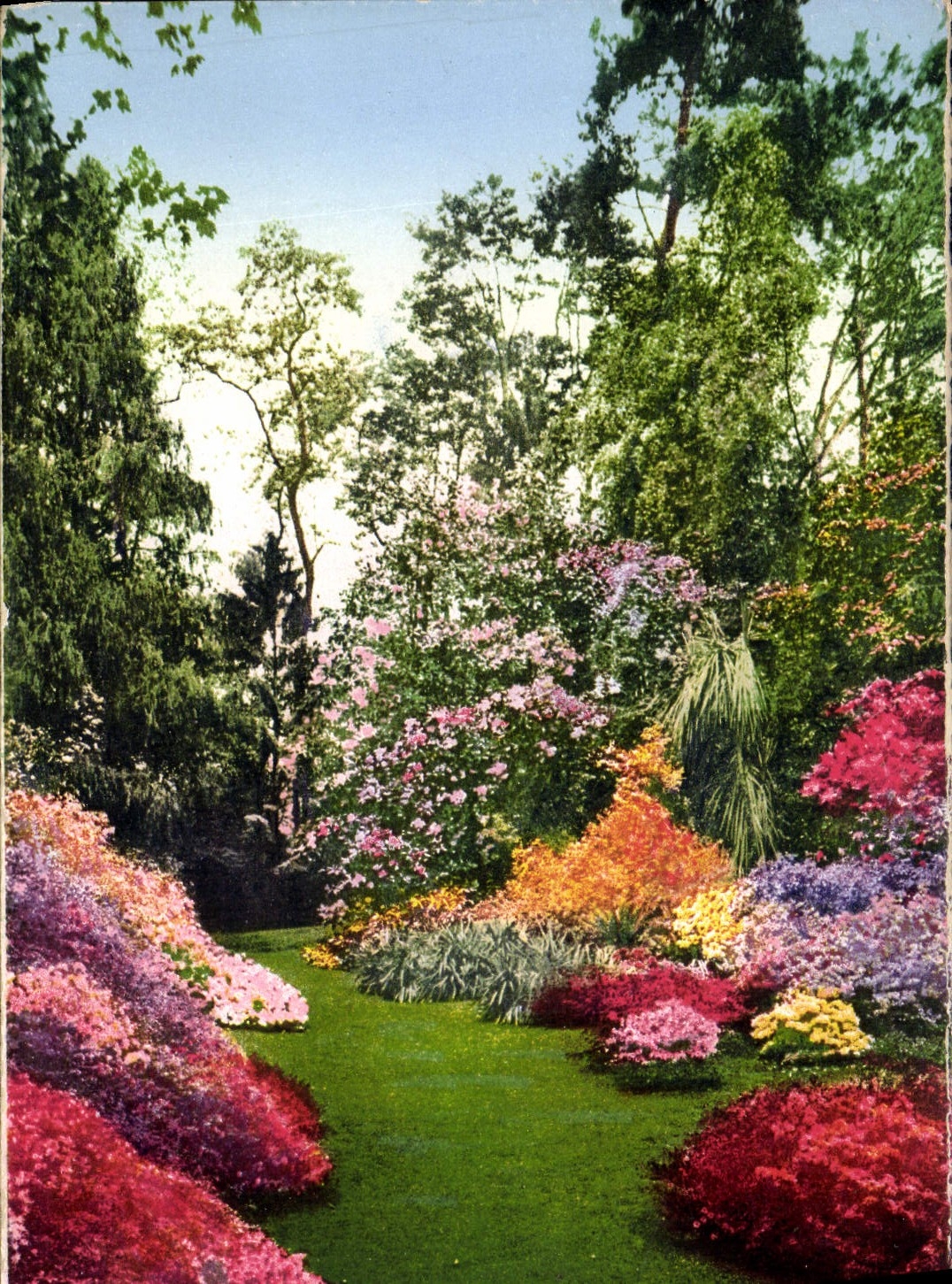 VINTAGE POSTCARD Carlotta Giardino