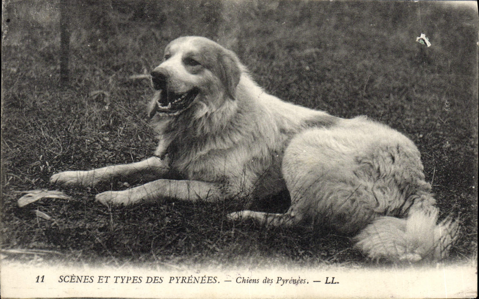 CPA Scenes Et Types Des Pyrenees Chien des Pyrenees