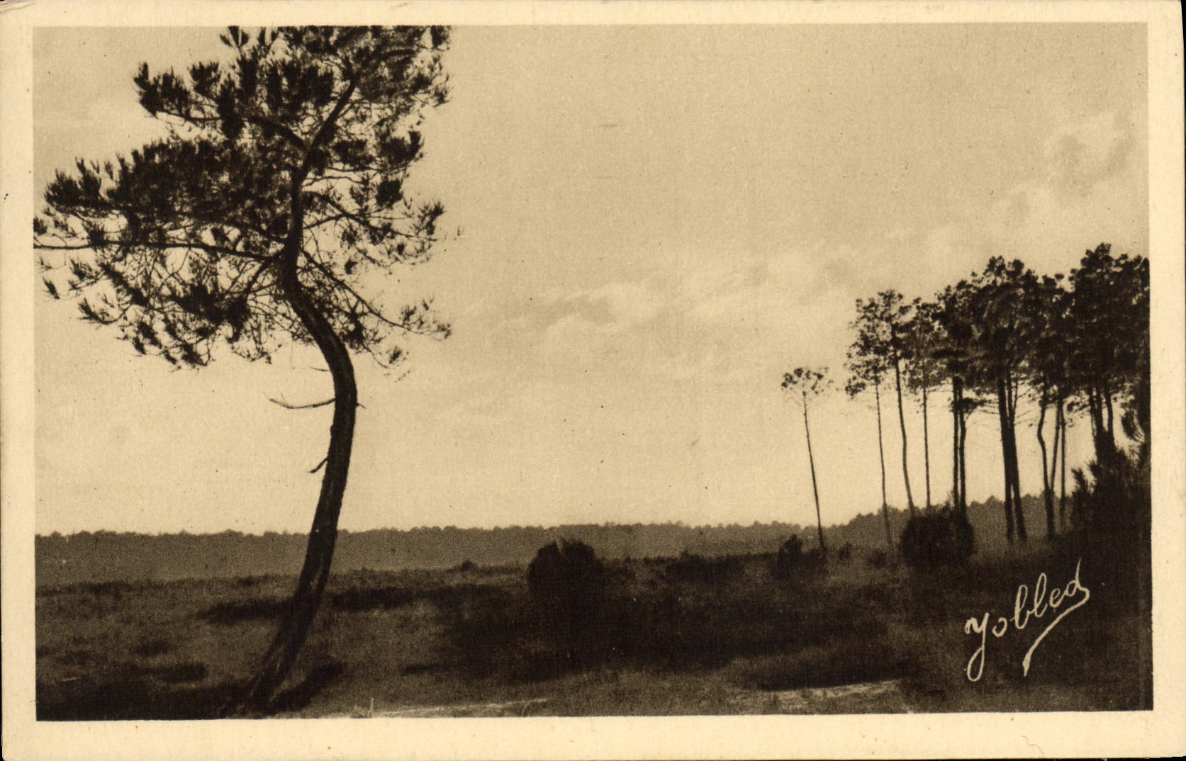 CPA Dans les Landes de Gascogne Les Pins