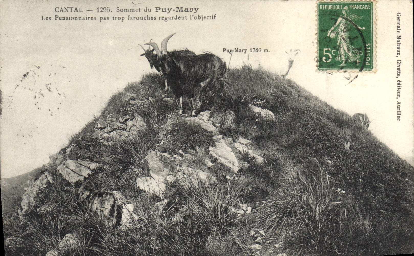 CPA Cantal Sommet du Puy Mary Les pensionnaires pas trop farouches regardent l'objectif Chevre 