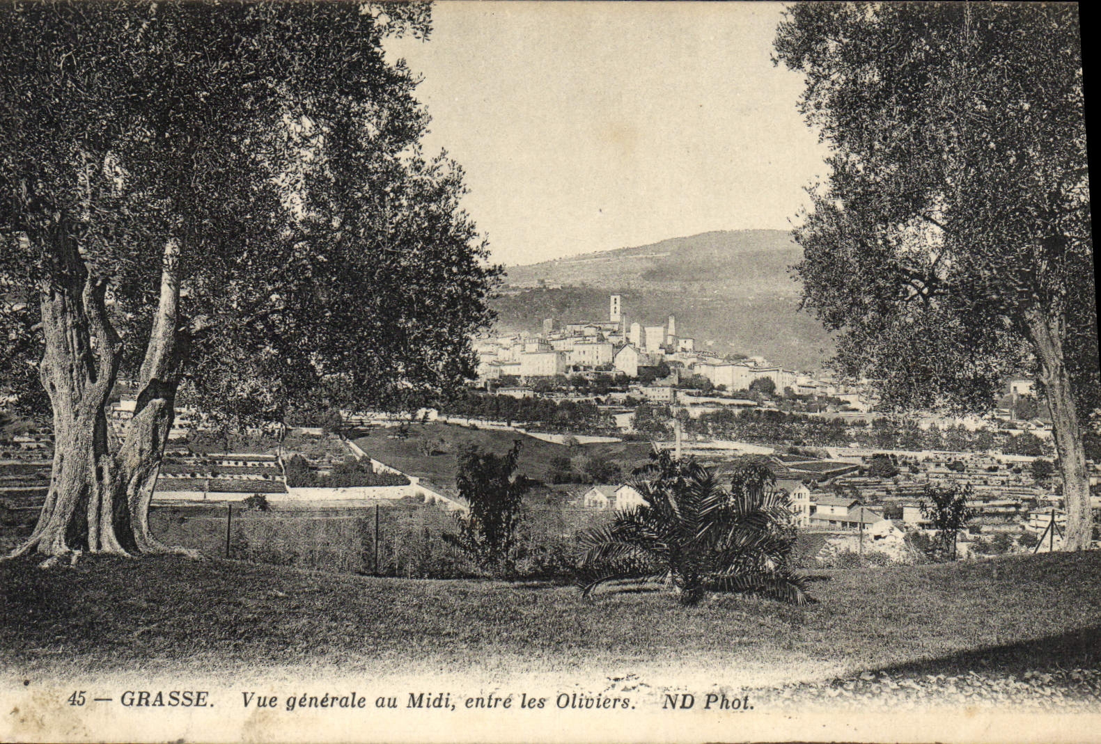 La vista Generalde de Grasse de la POSTAL de la VENDIMIA en el sur entra en los Aceituna-árboles