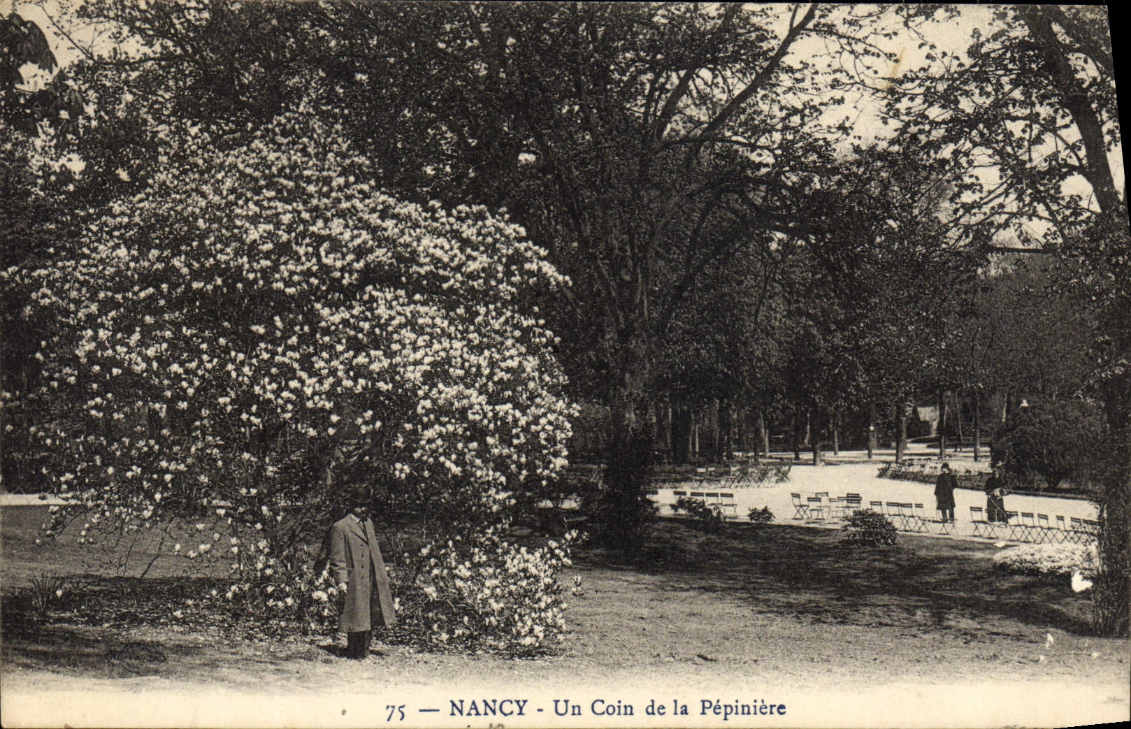 POSTAL Nancy de la VENDIMIA una esquina del Seedbed