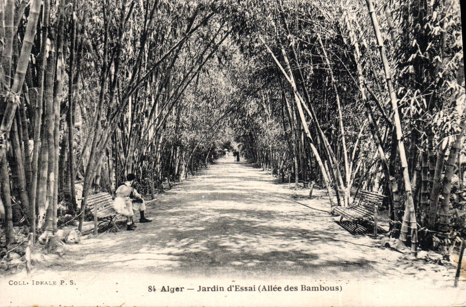 CPA Alger Jardin d'Essai Allee des bambous