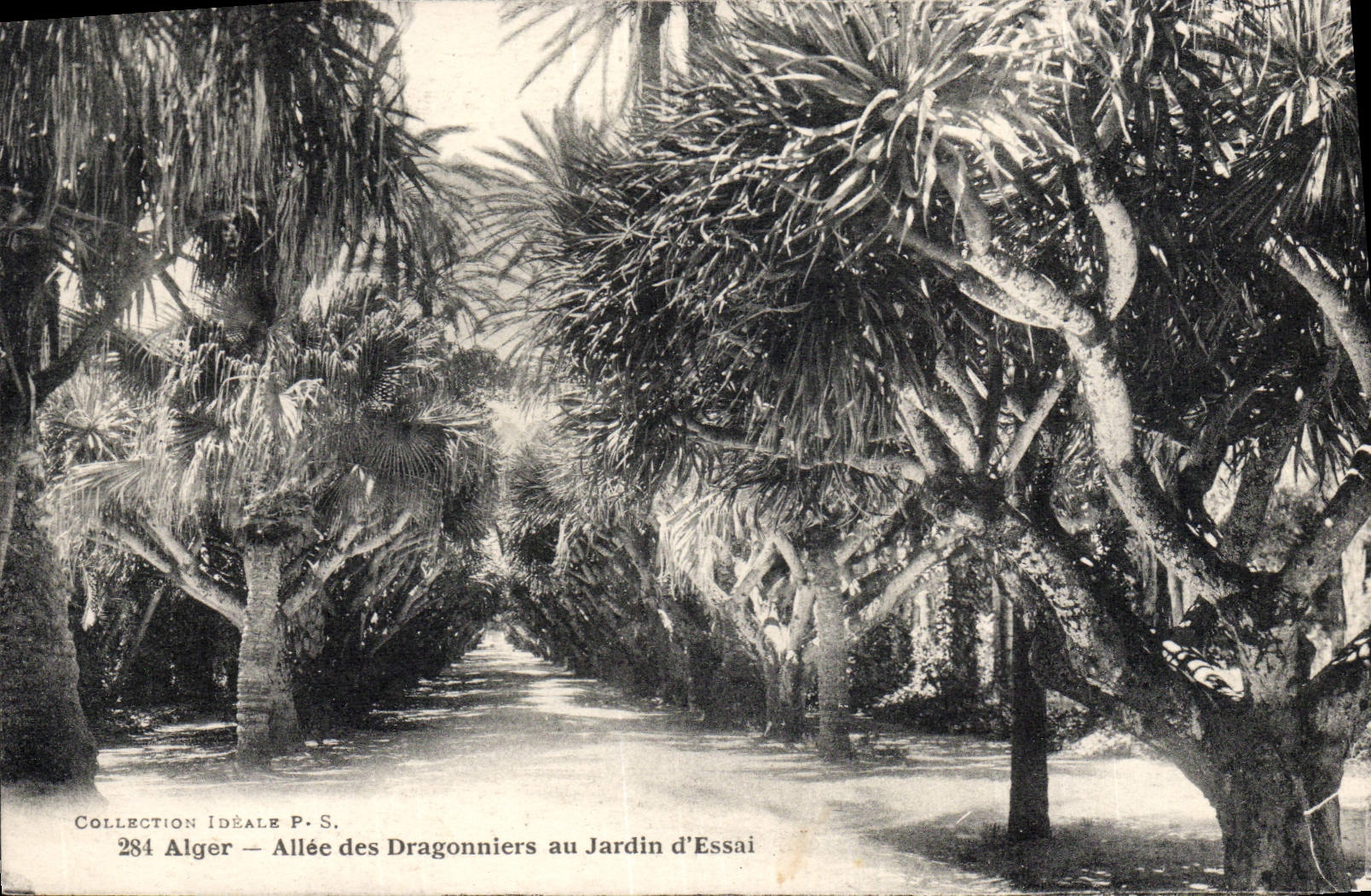 VENDIMIA Argel ida POSTAL de Dragonniers al jardín de la prueba